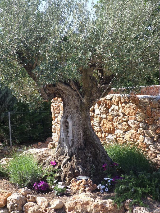 Le Clos Des Cambres Les Arcs-sur-Argens Екстер'єр фото